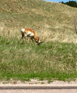 FullSizeRender (1264) - Copy