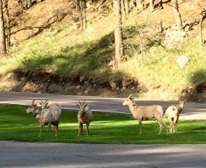 FullSizeRender (1281) - Copy