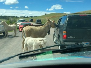 FullSizeRender - Copy (428)