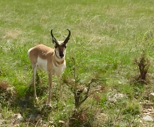 FullSizeRender (1287) - Copy