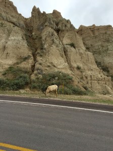 FullSizeRender (1306) - Copy