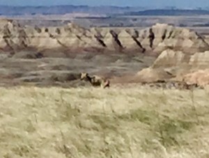 FullSizeRender (1320) - Copy