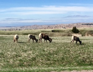 FullSizeRender (1322) - Copy